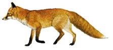 лиса